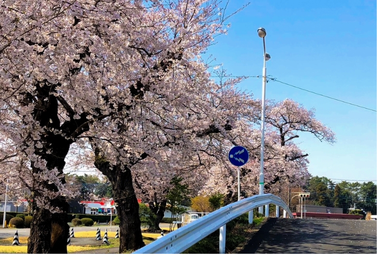 春には桜が満開のコースで教習が受けられます